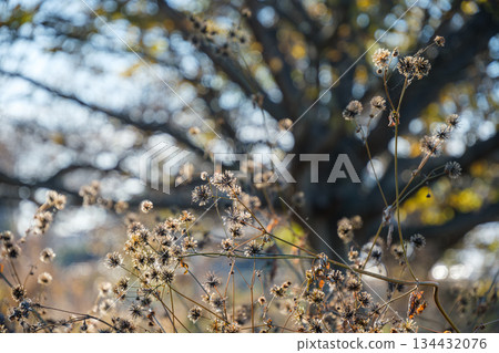 Shining dead leaves Shining dead leaves 134432076