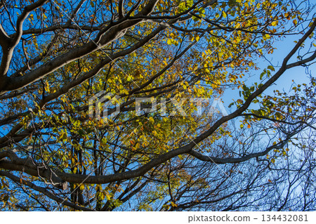 Shining yellow leaves Shining yellow leaves 134432081