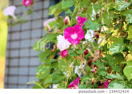 Refreshing morning glory flowers Refreshing morning glory flowers 134432424