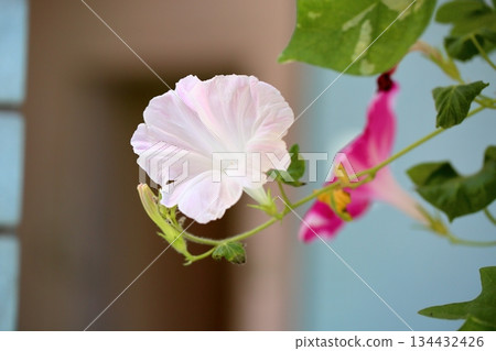 Refreshing morning glory flowers Refreshing morning glory flowers 134432426