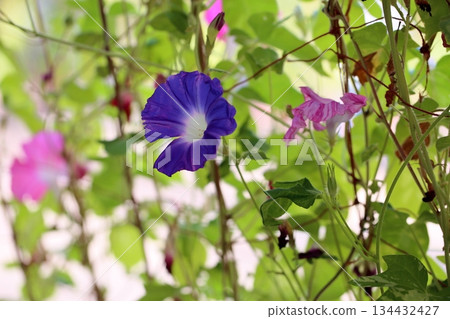Refreshing morning glory flowers Refreshing morning glory flowers 134432427