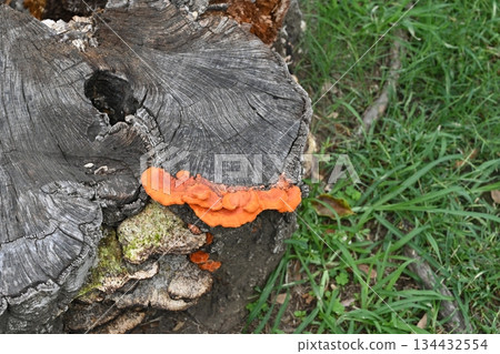 Stubble Stubble 134432554