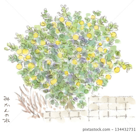 Watercolor illustration of a winter plant, a mandarin orange tree Watercolor illustration of a winter plant, a mandarin orange tree 134432731