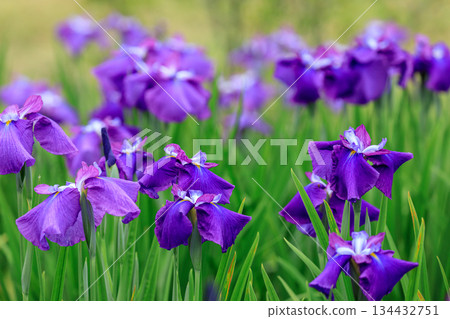 Iris Murasaki (Ise species) in full bloom at Nishiki Onuma Iris Garden in Tomakomai, Hokkaido (July) 134432751