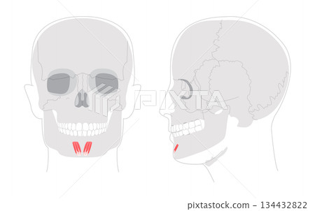 Mentalis - Human chin muscle depicted in responsible for elevating and protruding the lower lip, critical expressions 134432822
