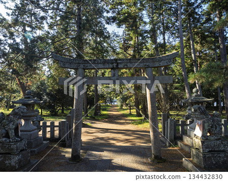 天橋立神社的鳥居和入口靜靜地掩映在成排的松樹之中。 134432830