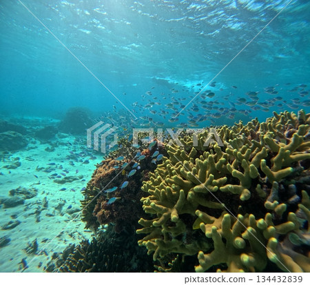 碧海中魚群閃閃發光的自然美景 134432839
