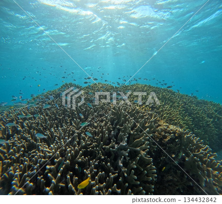 成群的熱帶魚在石垣島的珊瑚礁上巡遊。 134432842