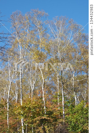 White birch and blue sky of Yachiho Plateau 134432983