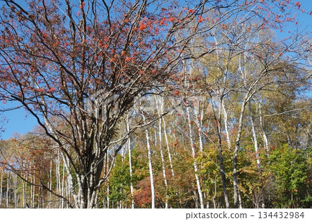 Autumn leaves and birch trees 134432984