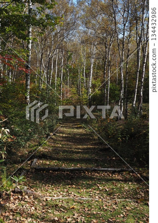 八千穗高原的白樺林步道 134432986