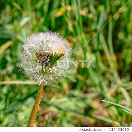 蒲公英絨毛 1-1 134433010