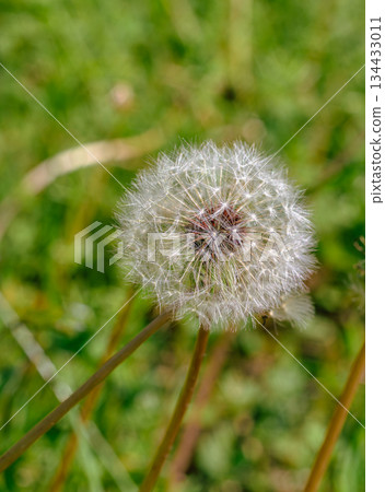 蒲公英絨毛 1-2 134433011