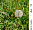 Dandelion fluff 1-4 134433013