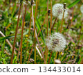 Dandelion fluff 1-5 134433014