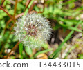 Dandelion fluff 1-6 134433015