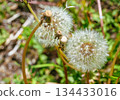 Dandelion fluff 1-7 134433016