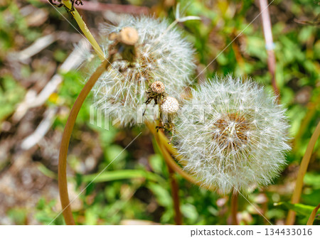 Dandelion fluff 1-7 134433016
