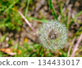 Dandelion fluff 1-8 134433017