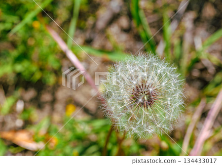 Dandelion fluff 1-8 134433017