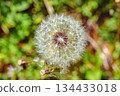 Dandelion fluff 1-9 134433018
