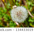 Dandelion fluff 1-10 134433019