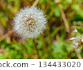 Dandelion fluff 1-11 134433020