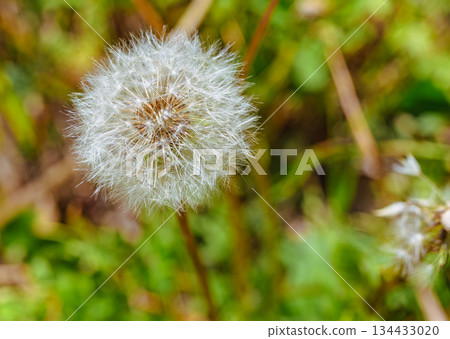 蒲公英絨毛 1-11 134433020