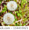 Dandelion fluff 1-12 134433021