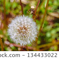 Dandelion fluff 1-13 134433022