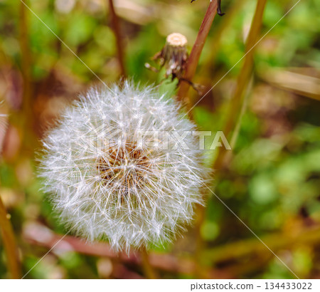 蒲公英絨毛 1-13 134433022