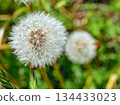 Dandelion fluff 1-14 134433023