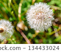 Dandelion fluff 1-15 134433024
