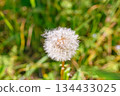 Dandelion fluff 1-16 134433025
