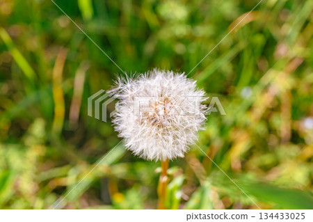 蒲公英絨毛 1-16 134433025