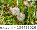 Dandelion fluff 1-17 134433026