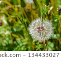 Dandelion fluff 1-18 134433027