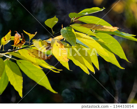 Yellow leaves of the Lauraceae family, Lithospermum campanulatum Yellow leaves of the Lauraceae family, Lithospermum campanulatum 134433054
