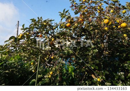 柿子堅果 134433163