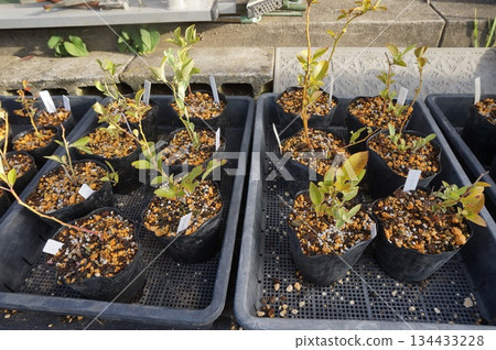 blueberry cuttings 134433228