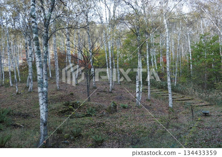 White birch forest of Yachiho Plateau 134433359