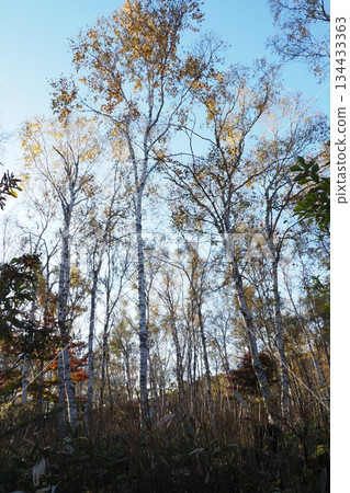 White birch forest and blue sky 134433363