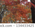 Autumn leaves at Meijo Park 134433425