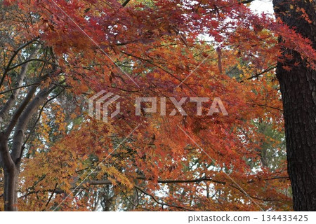 Autumn leaves at Meijo Park Autumn leaves at Meijo Park 134433425