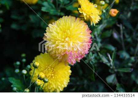 Yellow Chrysanthemum Opal in soft natural light showing delicate petals with subtle pink tips and lush green foliage, captured in a close botanical view. 134433514