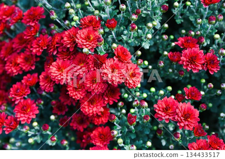 Close-up of bright red Chrysanthemum Gnomik flowers in bloom with green buds and leaves. Beautiful autumn plant detail in natural daylight. Close-up of bright red Chrysanthemum Gnomik flowers in bloom with green buds and leaves. Beautiful autumn plant detail in natural daylight. 134433517