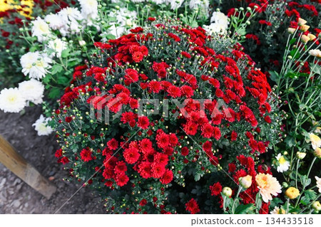 Spherical red Chrysanthemum Gnomik bush blooming in the garden. Bright autumn flowers forming a perfect round floral shape. Spherical red Chrysanthemum Gnomik bush blooming in the garden. Bright autumn flowers forming a perfect round floral shape. 134433518