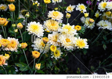 Cream Chrysanthemum Kremovaya in bloom. Soft yellow and white petals creating a gentle autumn floral composition in natural light. Cream Chrysanthemum Kremovaya in bloom. Soft yellow and white petals creating a gentle autumn floral composition in natural light. 134433519