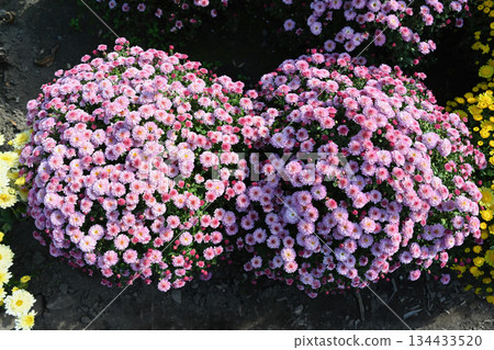 Dense mound of Jiji Pink chrysanthemums blooming in soft light with countless pastel pink flowers forming a lush rounded shape in a vibrant garden setting. Dense mound of Jiji Pink chrysanthemums blooming in soft light with countless pastel pink flowers forming a lush rounded shape in a vibrant garden setting. 134433520