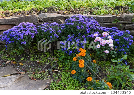 Autumn garden flower bed with blue asters pink chrysanthemums and orange marigolds blooming near stone wall colorful seasonal landscaping outdoors Autumn garden flower bed with blue asters pink chrysanthemums and orange marigolds blooming near stone wall colorful seasonal landscaping outdoors 134433540